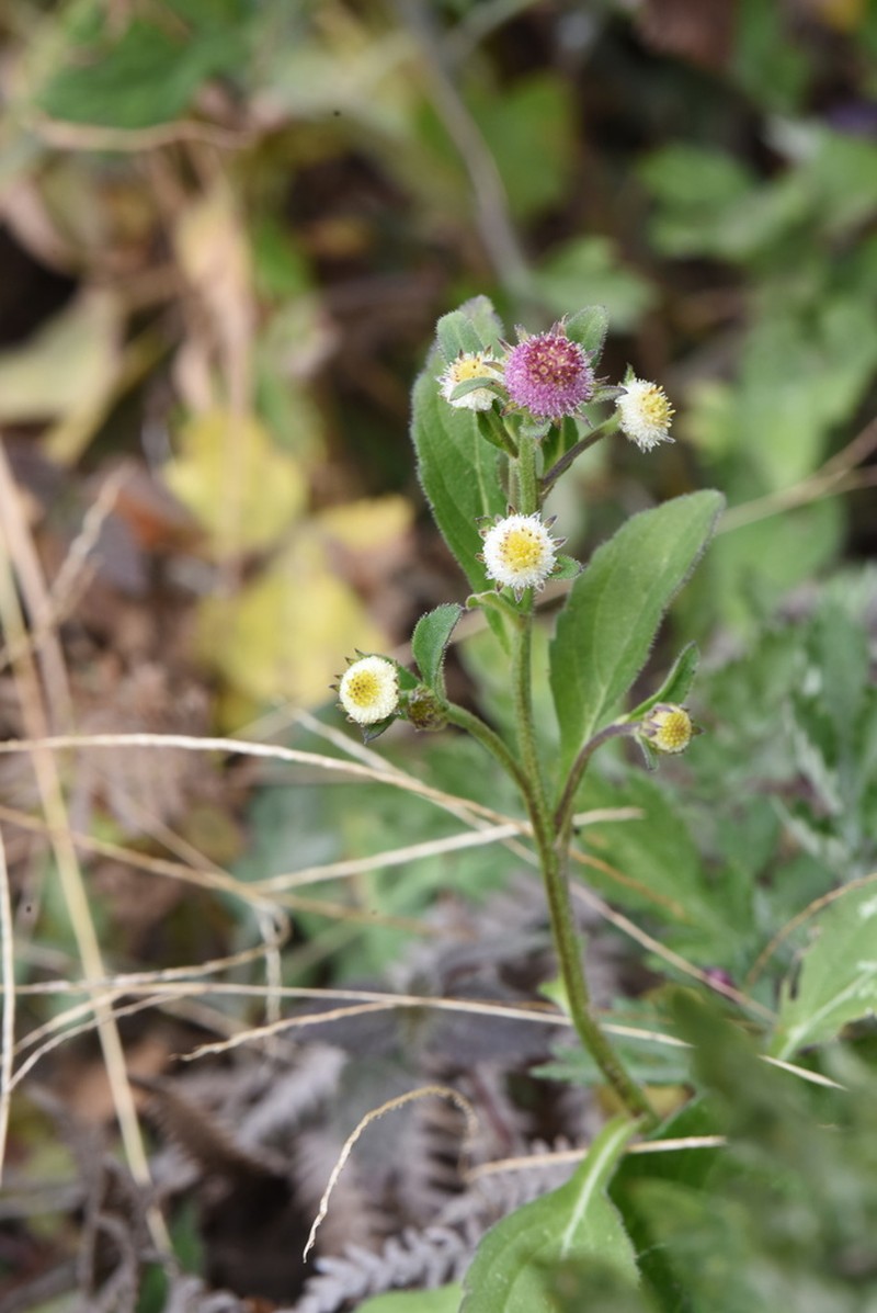 Myriactis nepalensis photo 6