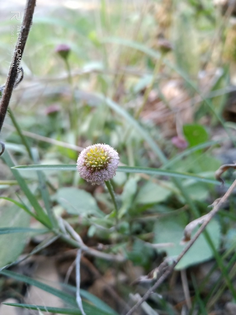 Myriactis nepalensis photo 8