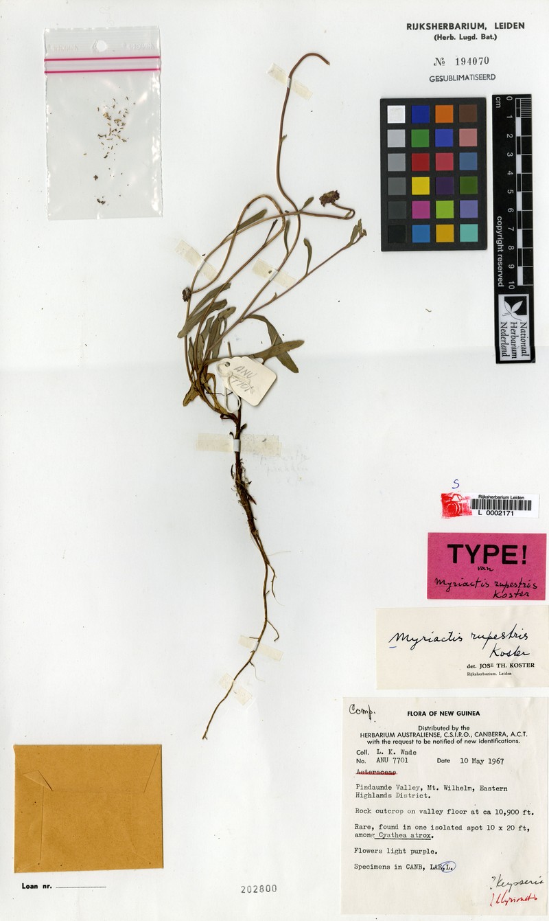 Myriactis rupestris