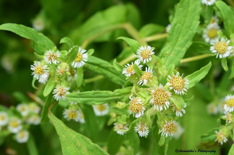 Myriactis wallichii