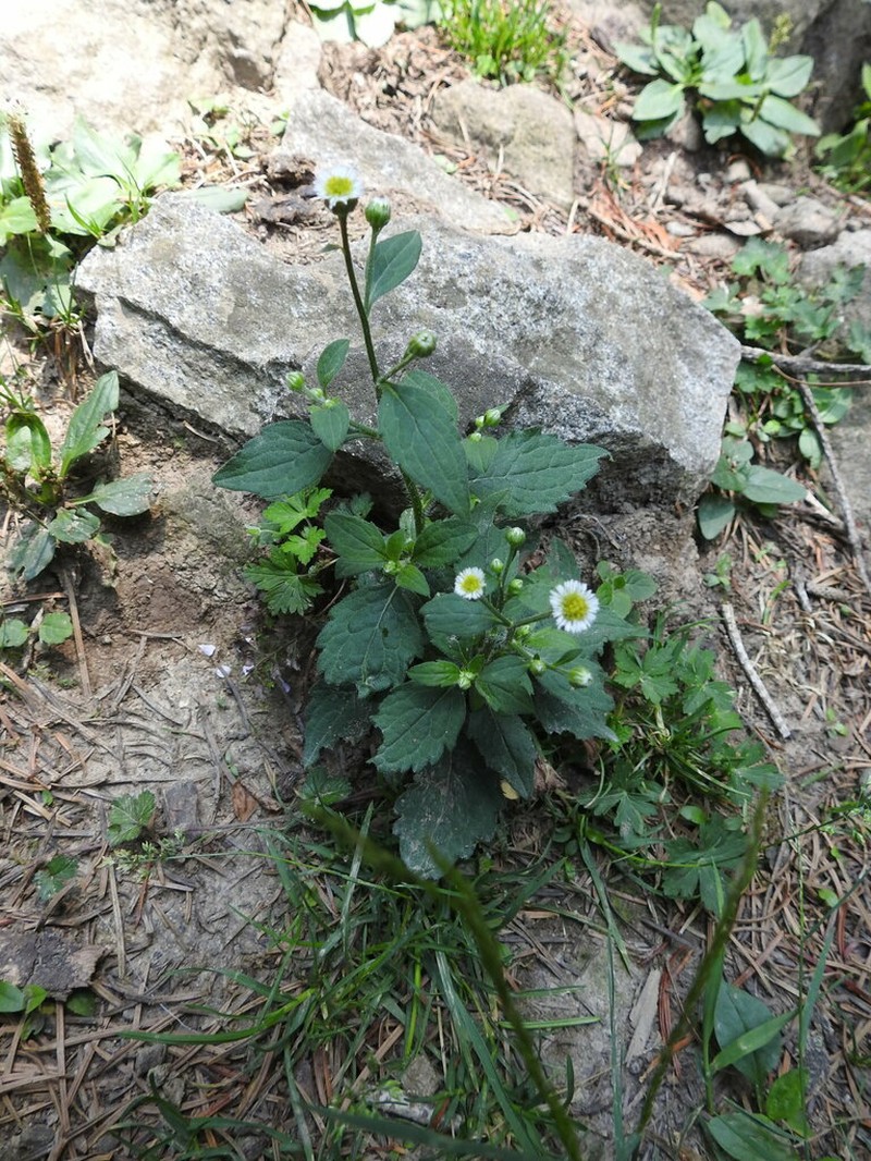 Myriactis wallichii photo 2