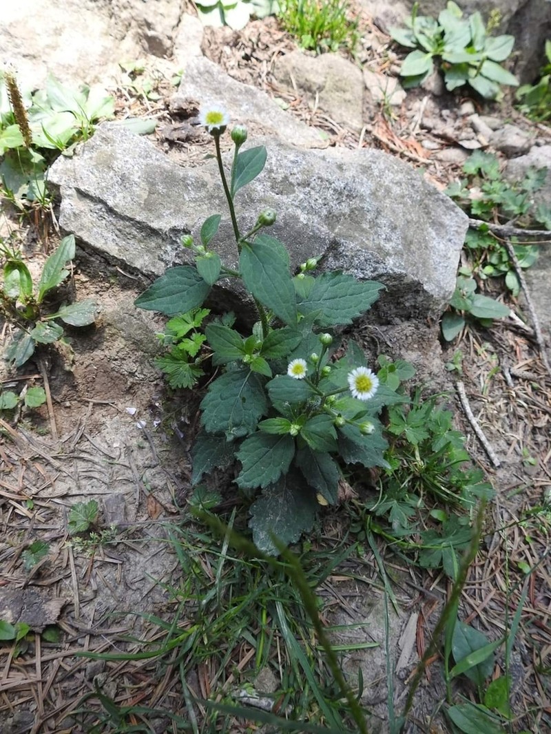 Myriactis wallichii photo 5