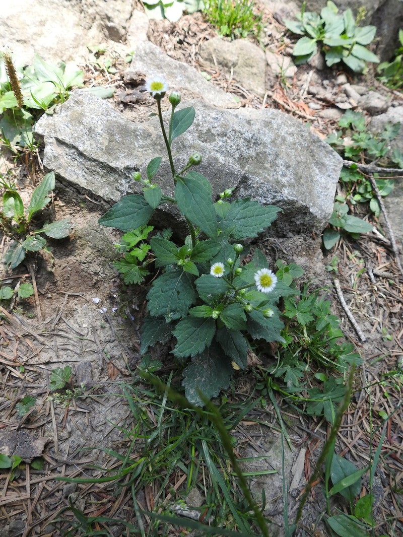 Myriactis wallichii photo 7