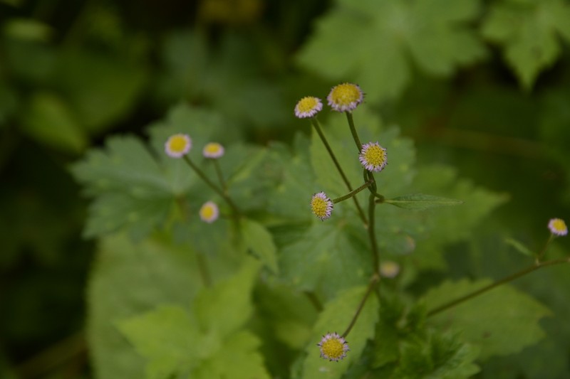 Myriactis wallichii photo 8