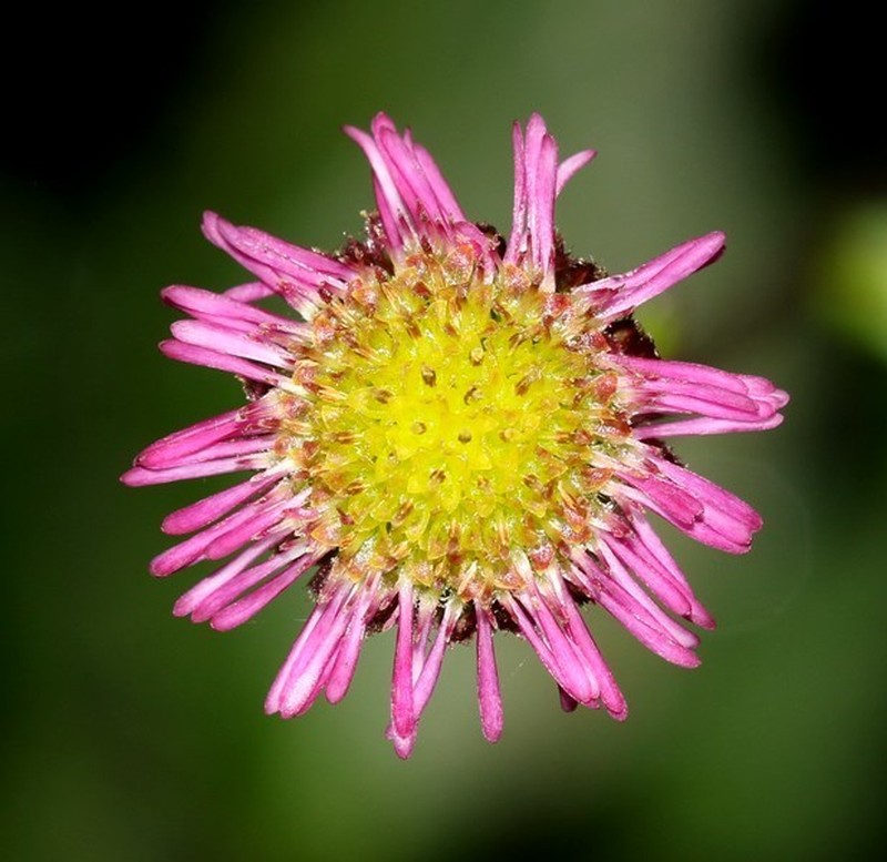 Myriactis wightii