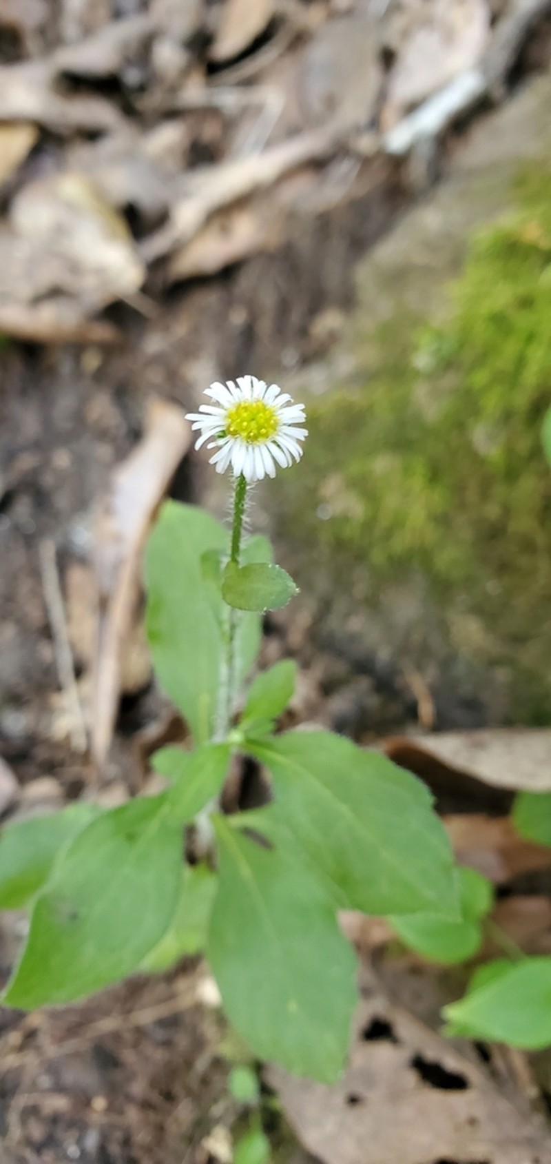 Myriactis wightii photo 2