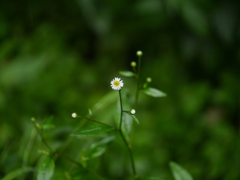 Myriactis wightii photo 3