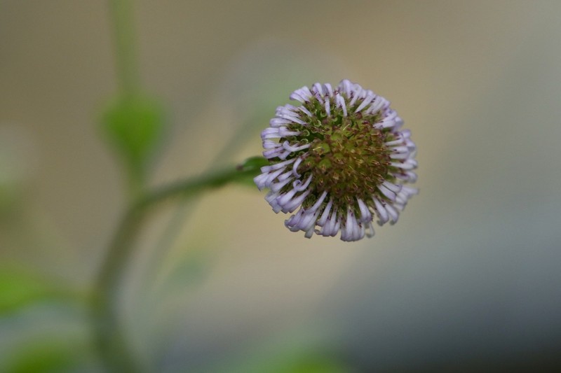 Myriactis wightii photo 4