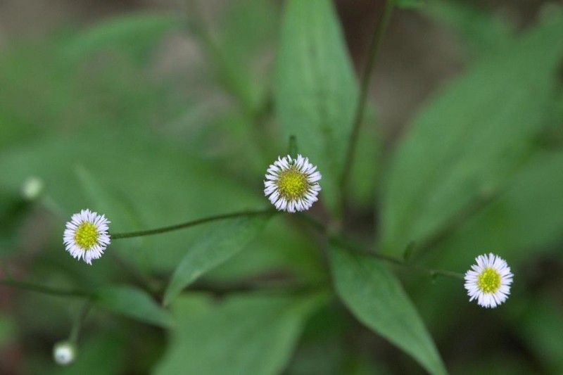 Myriactis wightii photo 5