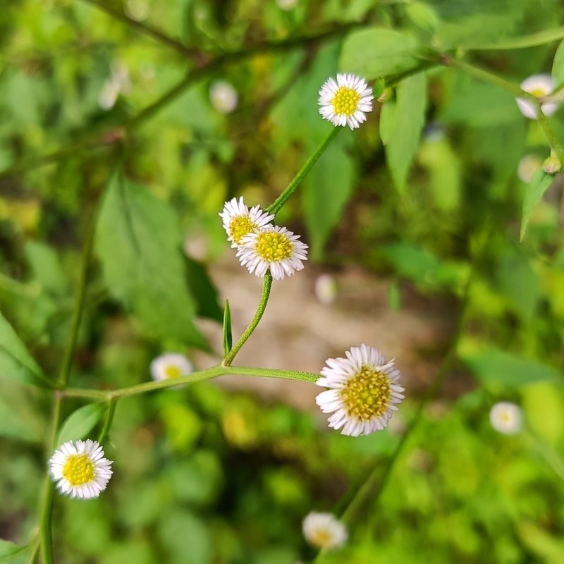 Myriactis wightii photo 6