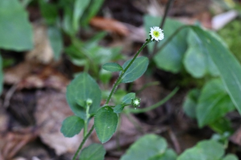 Myriactis wightii photo 8