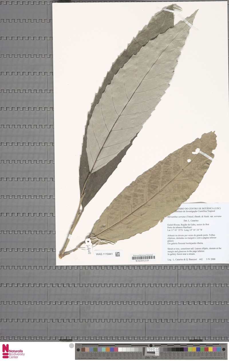 Myrianthus serratus var. serratus