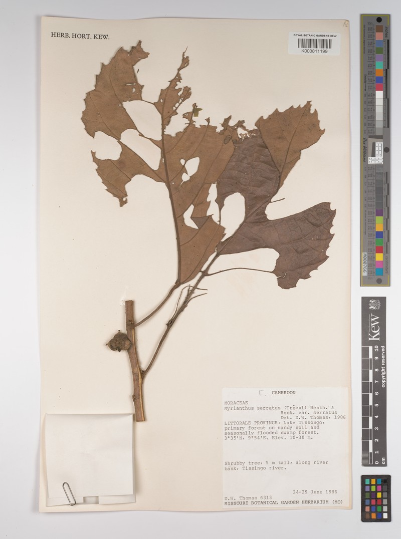 Myrianthus serratus var. serratus photo 2