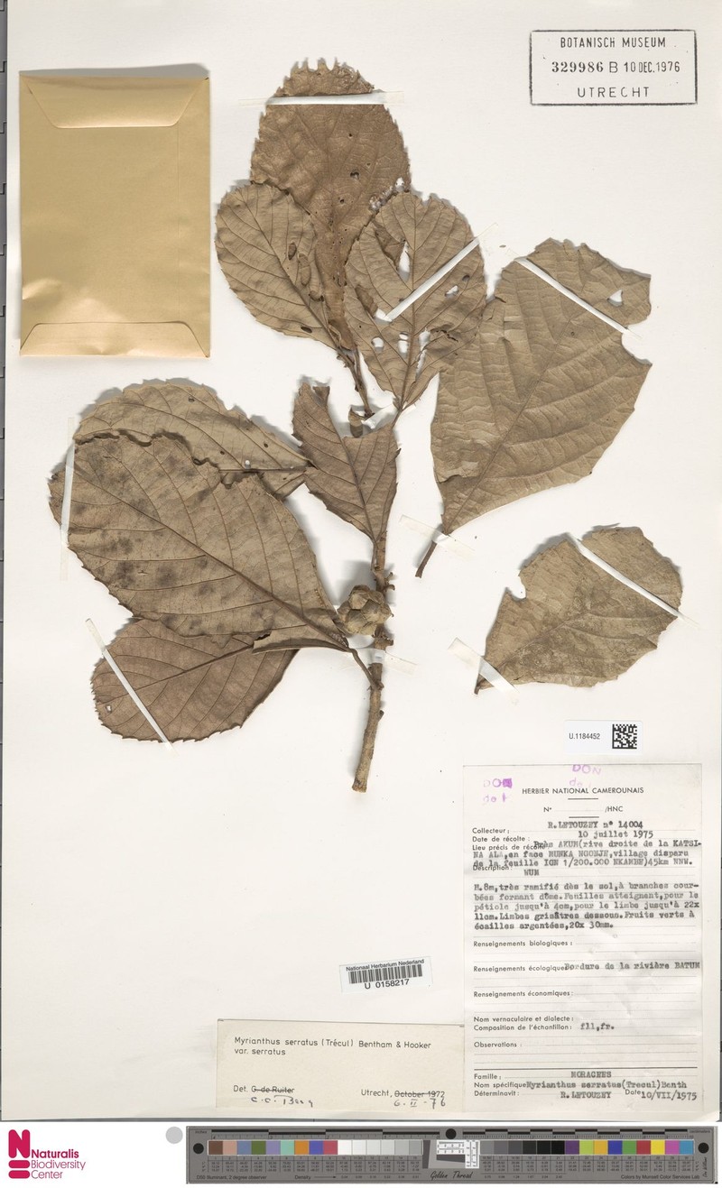 Myrianthus serratus var. serratus photo 3