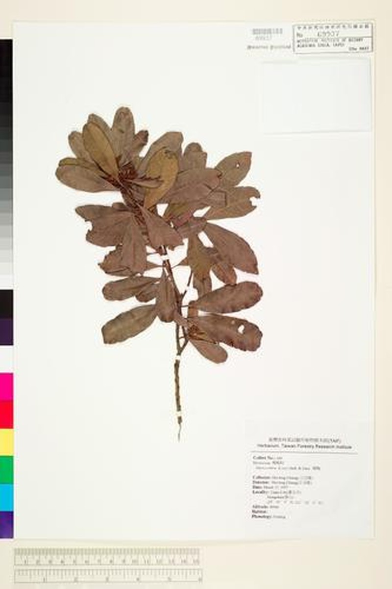 Myrica adenophora