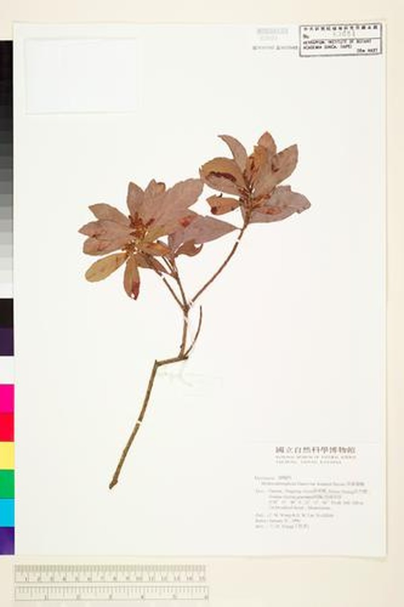 Myrica adenophora photo 2