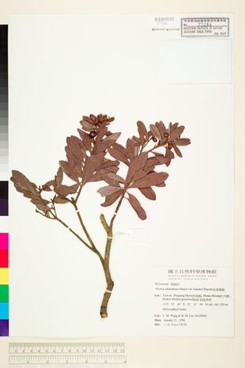 Myrica adenophora photo 3
