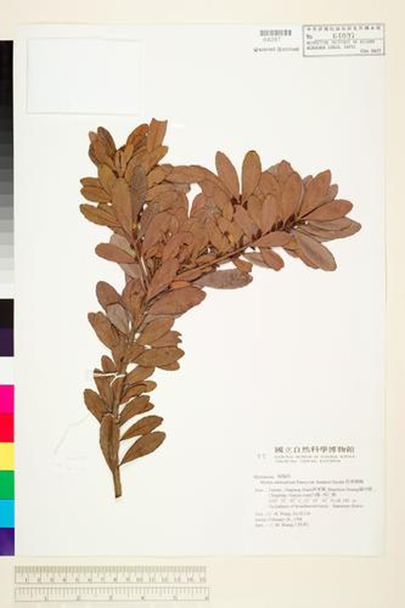 Myrica adenophora photo 4