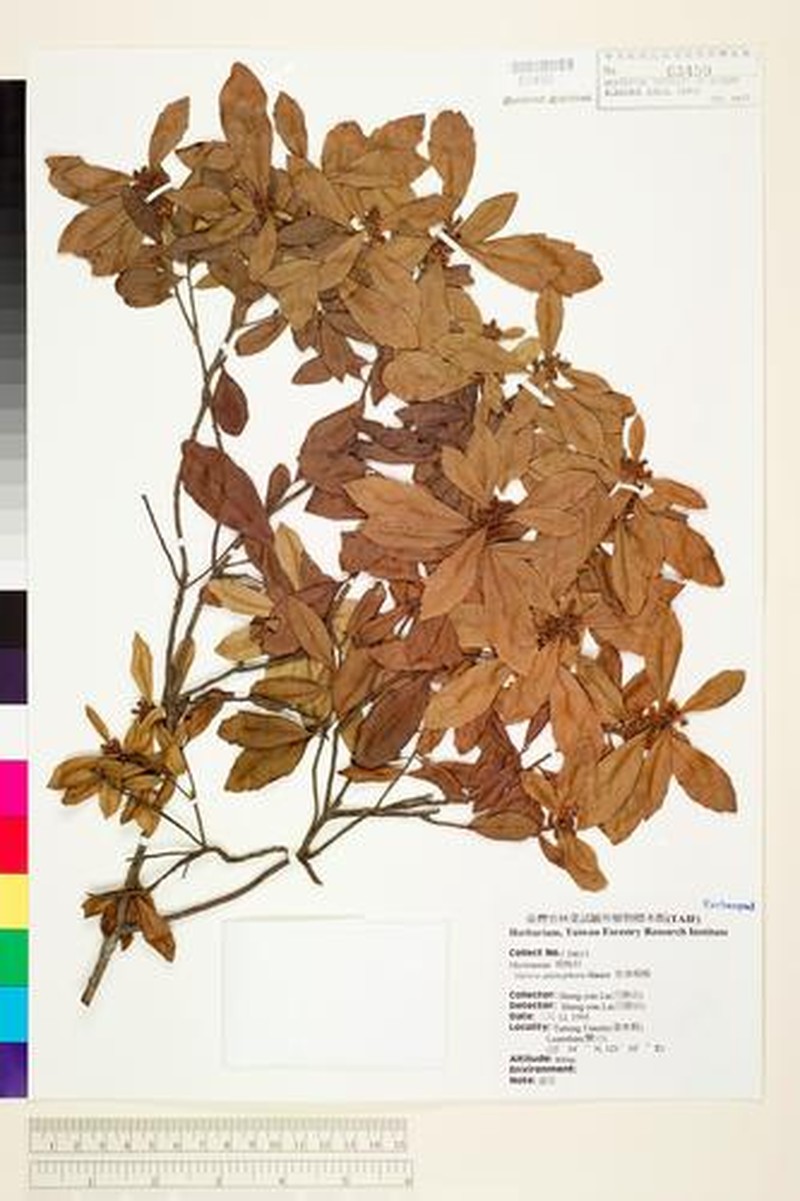 Myrica adenophora photo 5