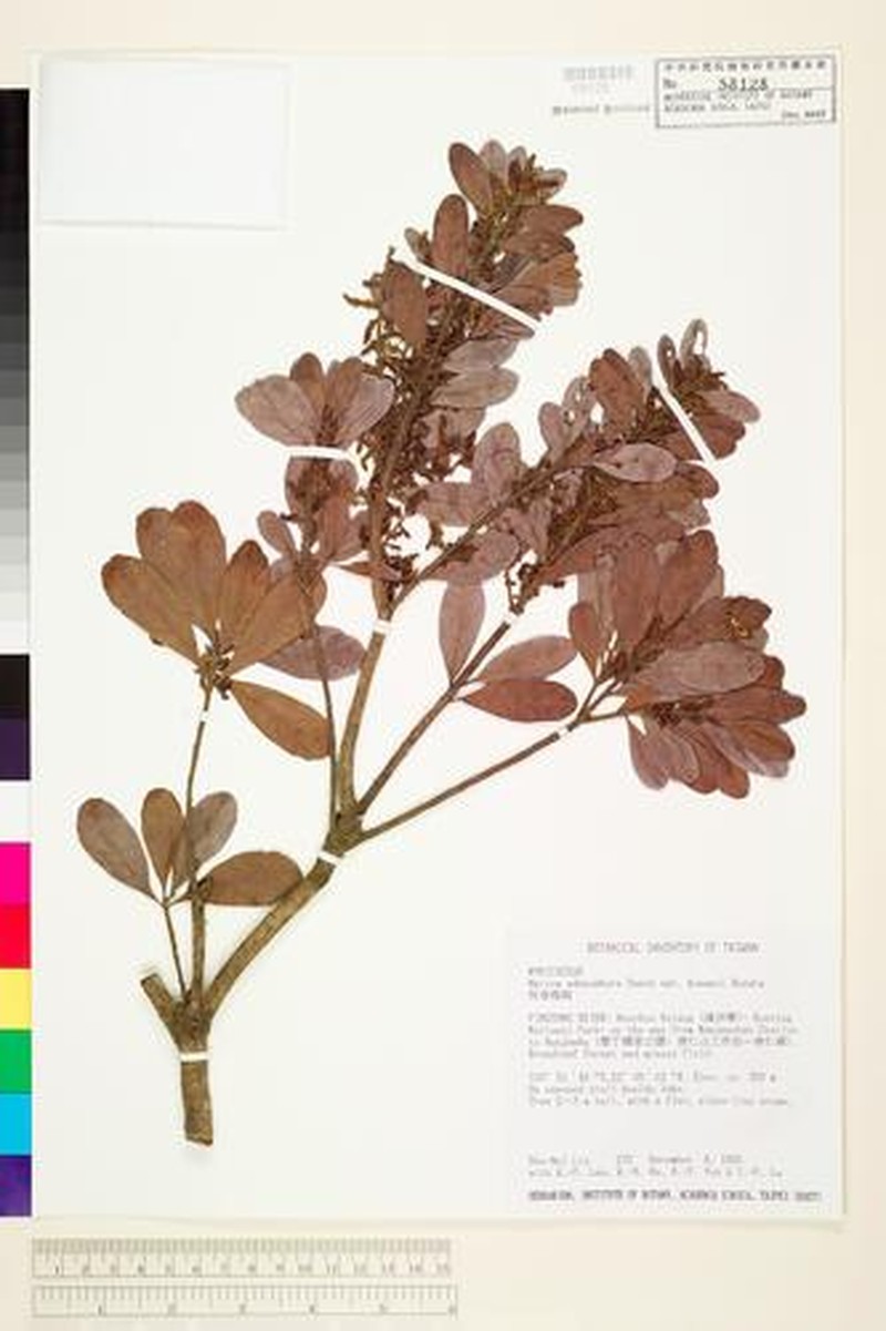 Myrica adenophora photo 6