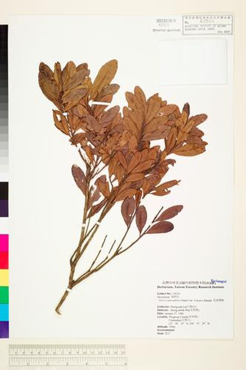 Myrica adenophora photo 7