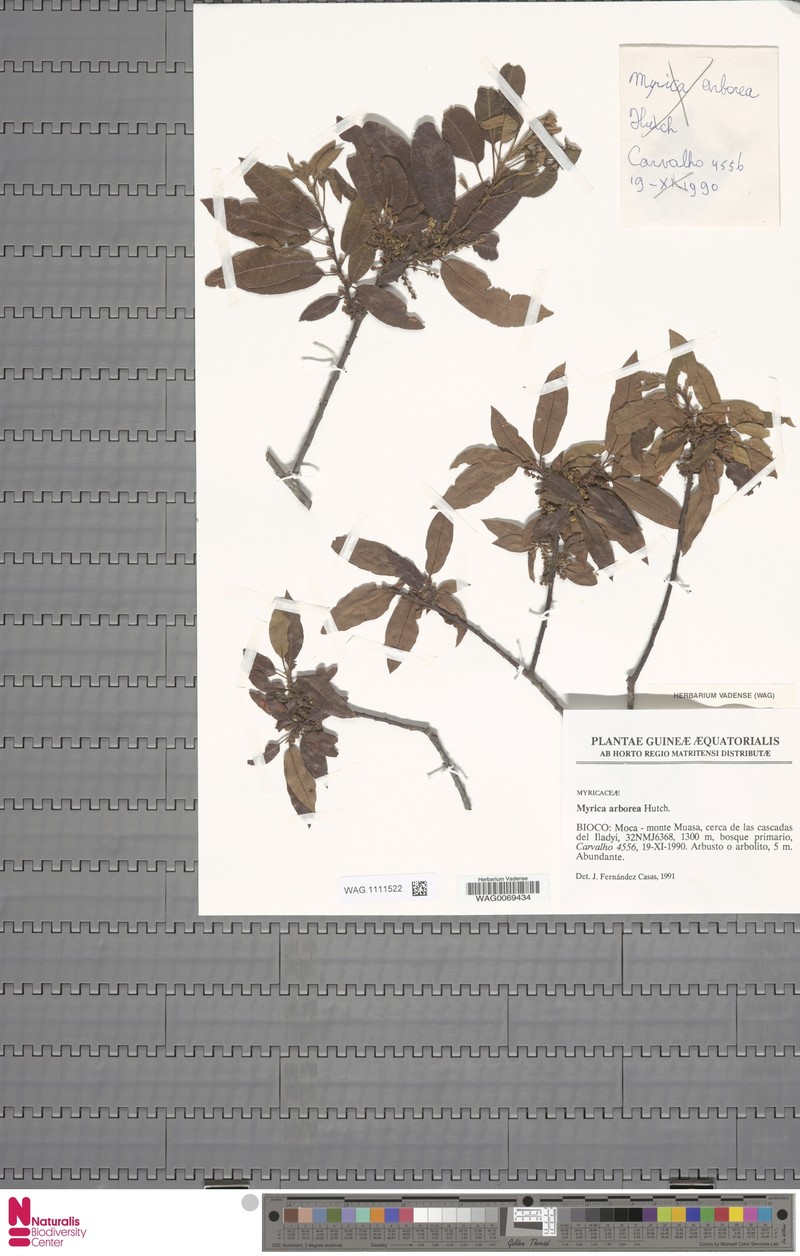 Myrica arborea