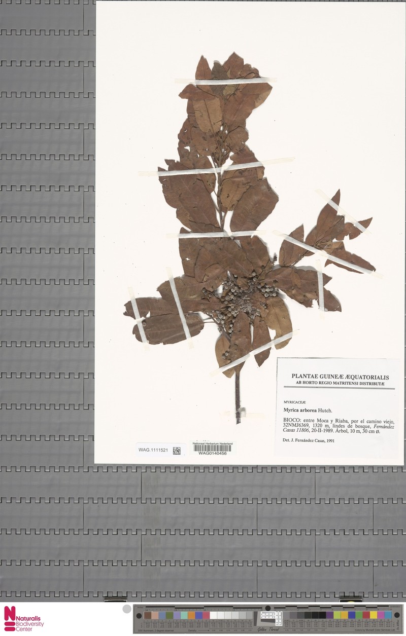 Myrica arborea photo 2
