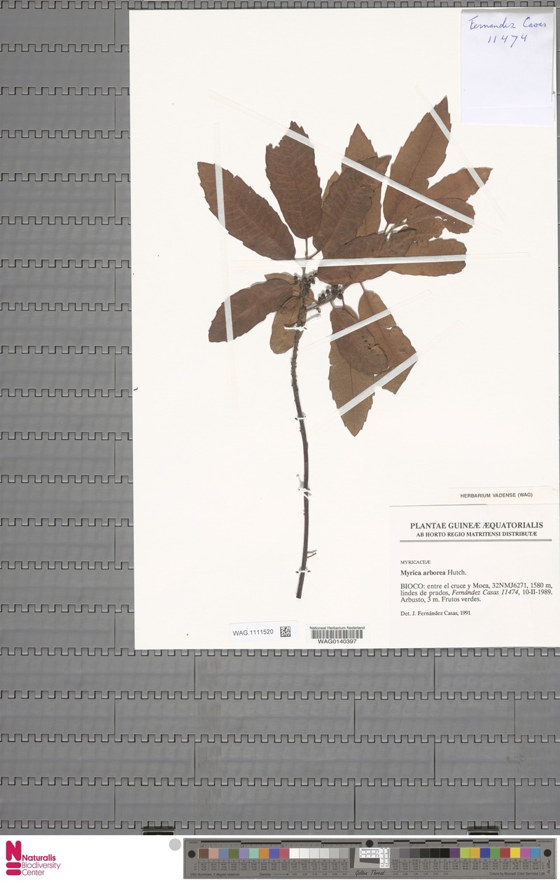 Myrica arborea photo 3