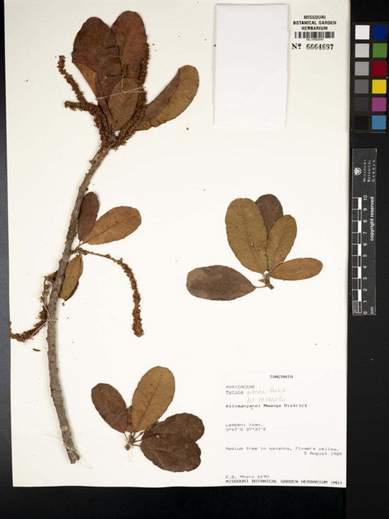 Myrica arborea photo 4