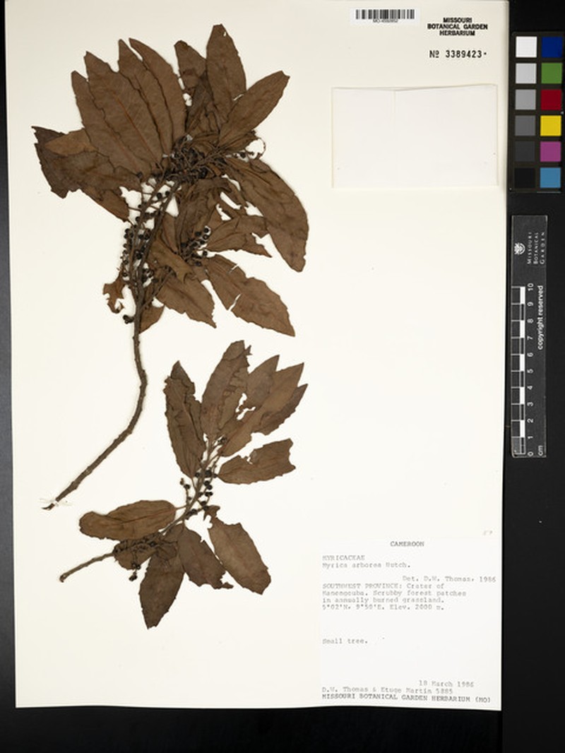 Myrica arborea photo 5