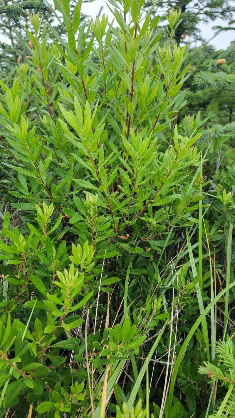 California Wax Myrtle photo 3