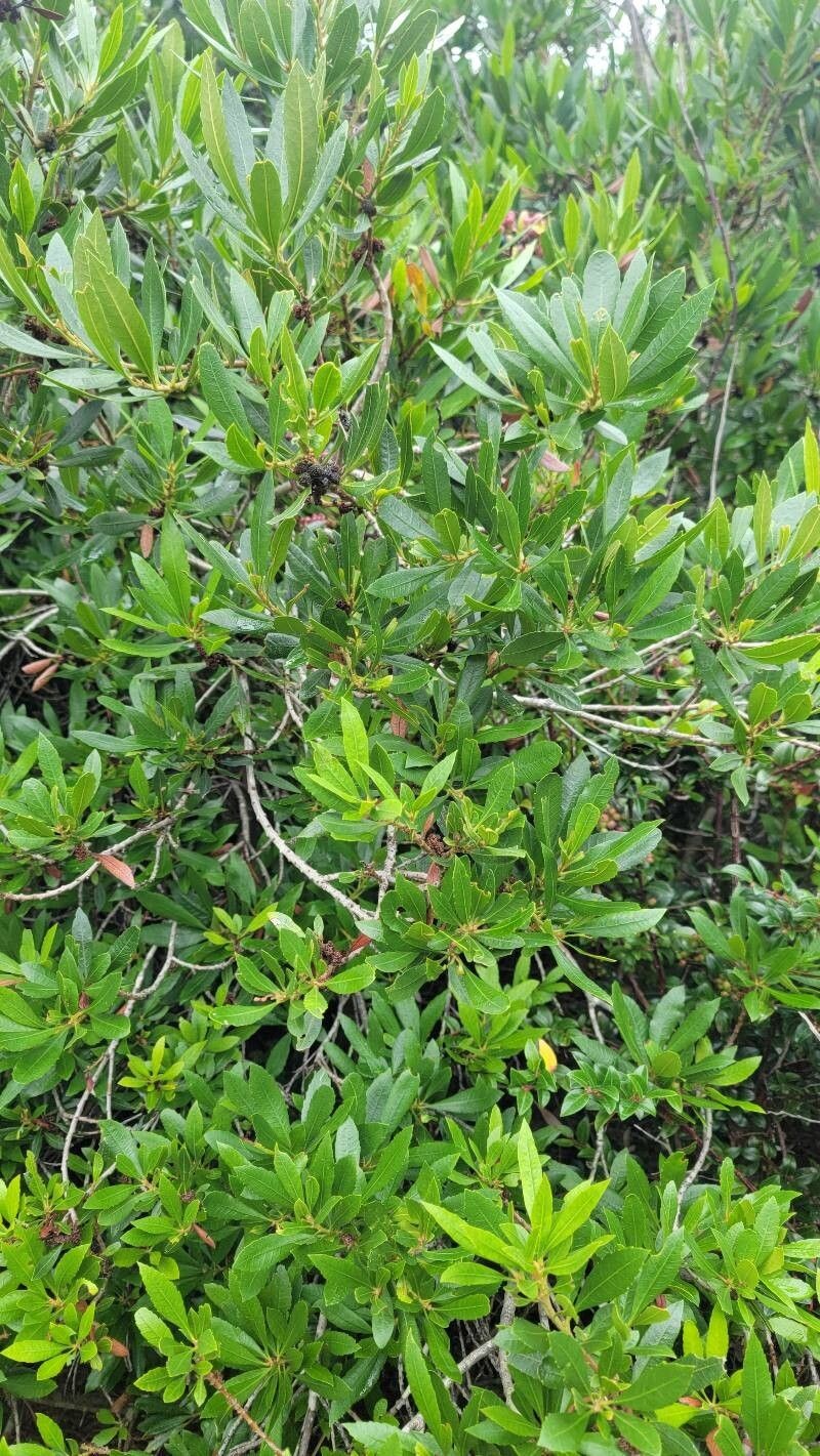 California Wax Myrtle photo 4