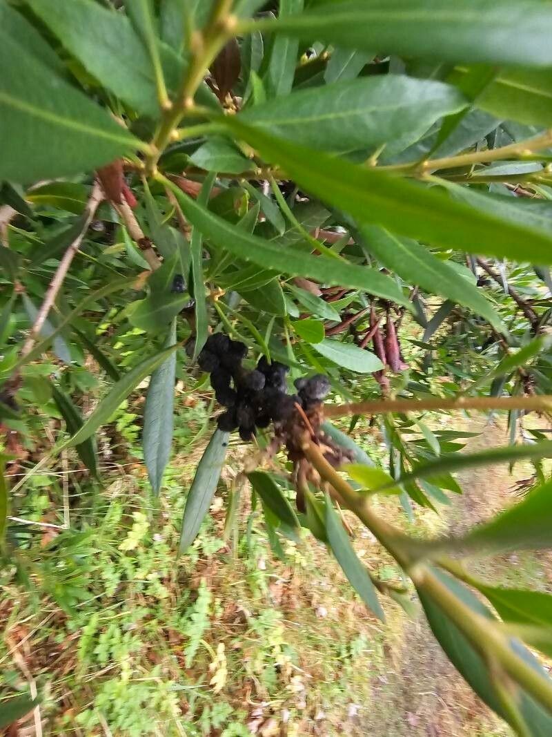California Wax Myrtle photo 5