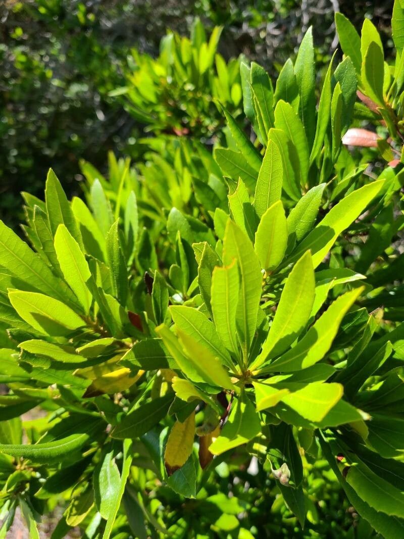 California Wax Myrtle photo 6