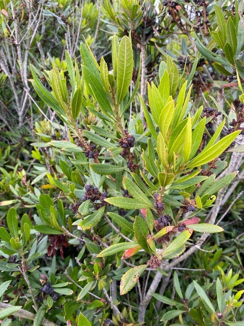 California Wax Myrtle photo 7