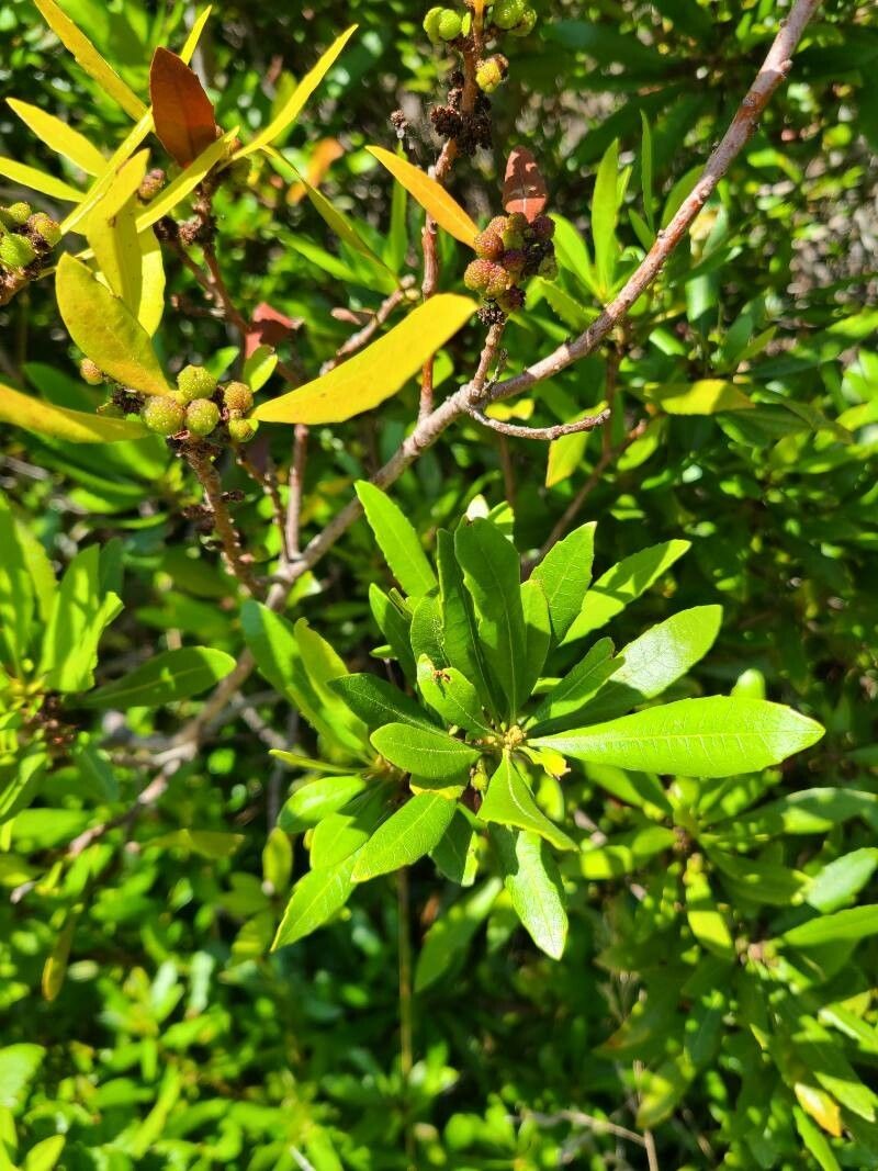 California Wax Myrtle photo 8
