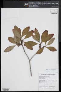 Southern Bayberry