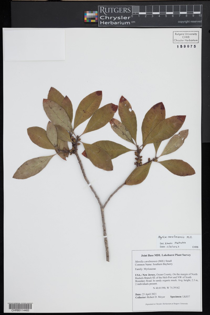 Southern Bayberry
