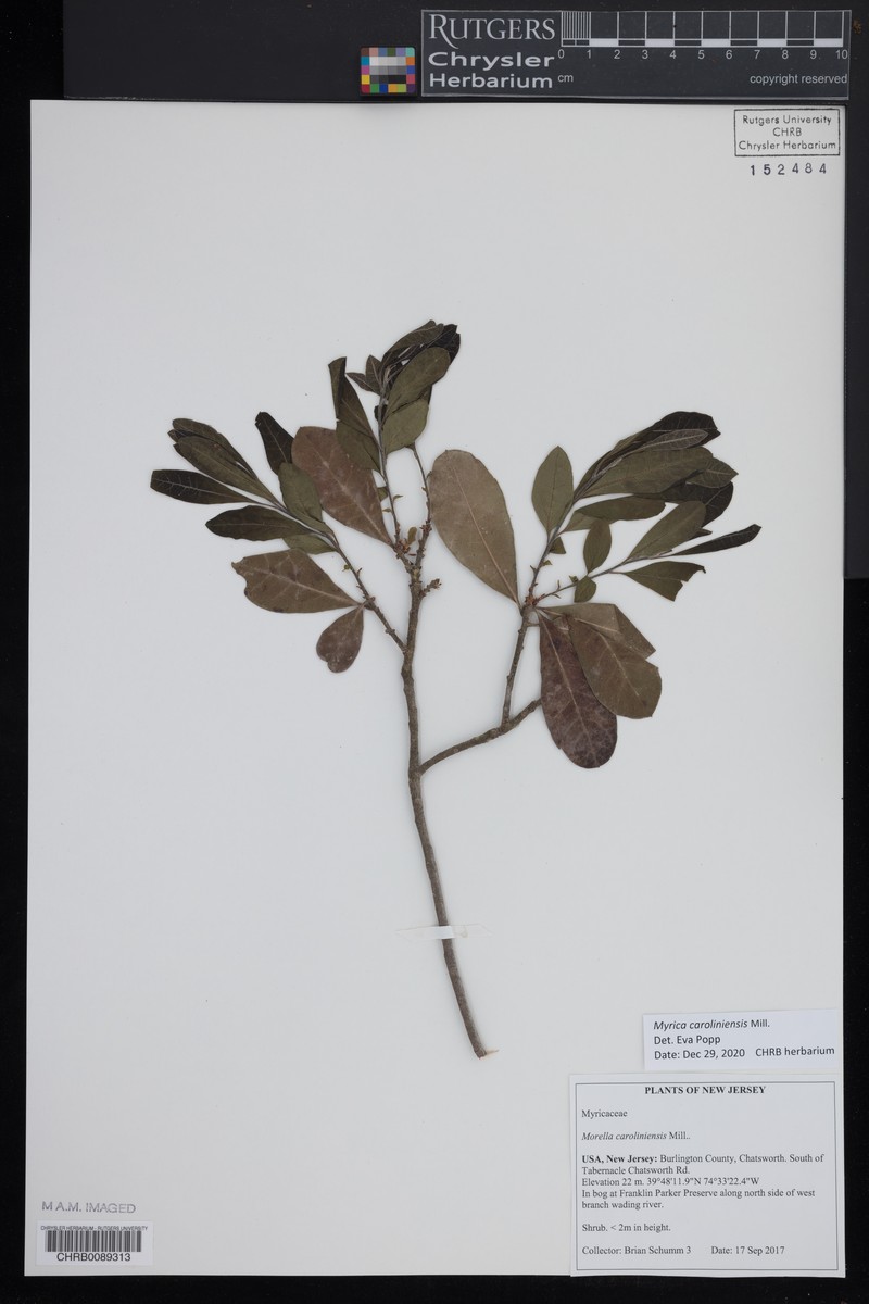 Southern Bayberry photo 2