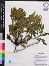 Wax Myrtle