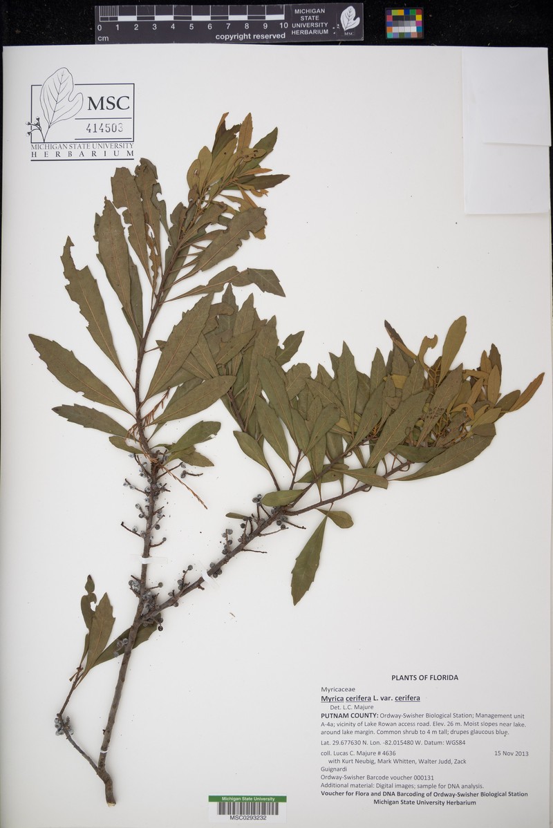 Wax Myrtle photo 2