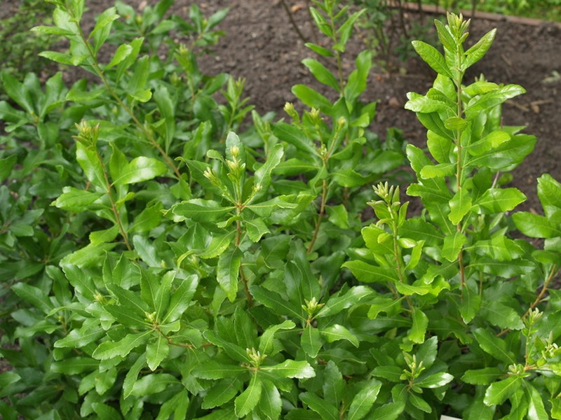 Wax Myrtle photo 3