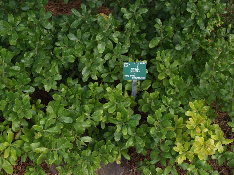 Wax Myrtle photo 4