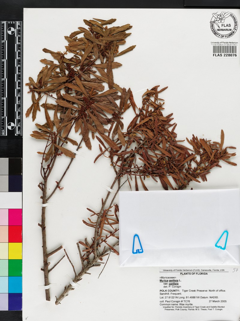 Wax Myrtle photo 5