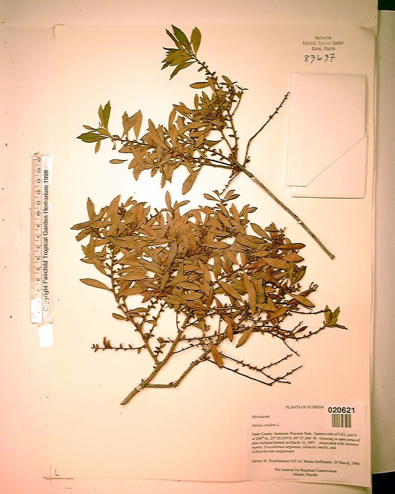 Wax Myrtle photo 6