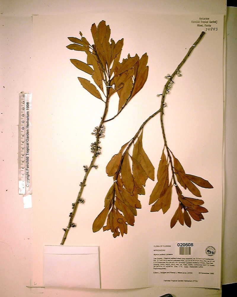 Wax Myrtle photo 7