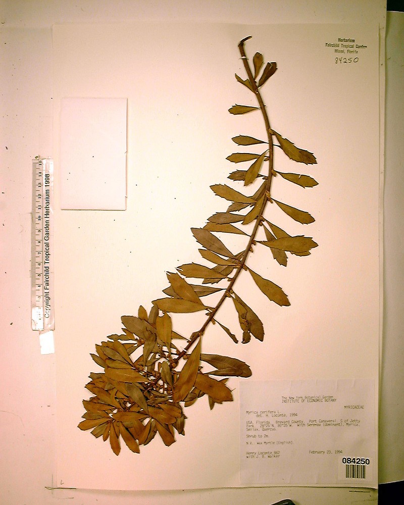 Wax Myrtle photo 8