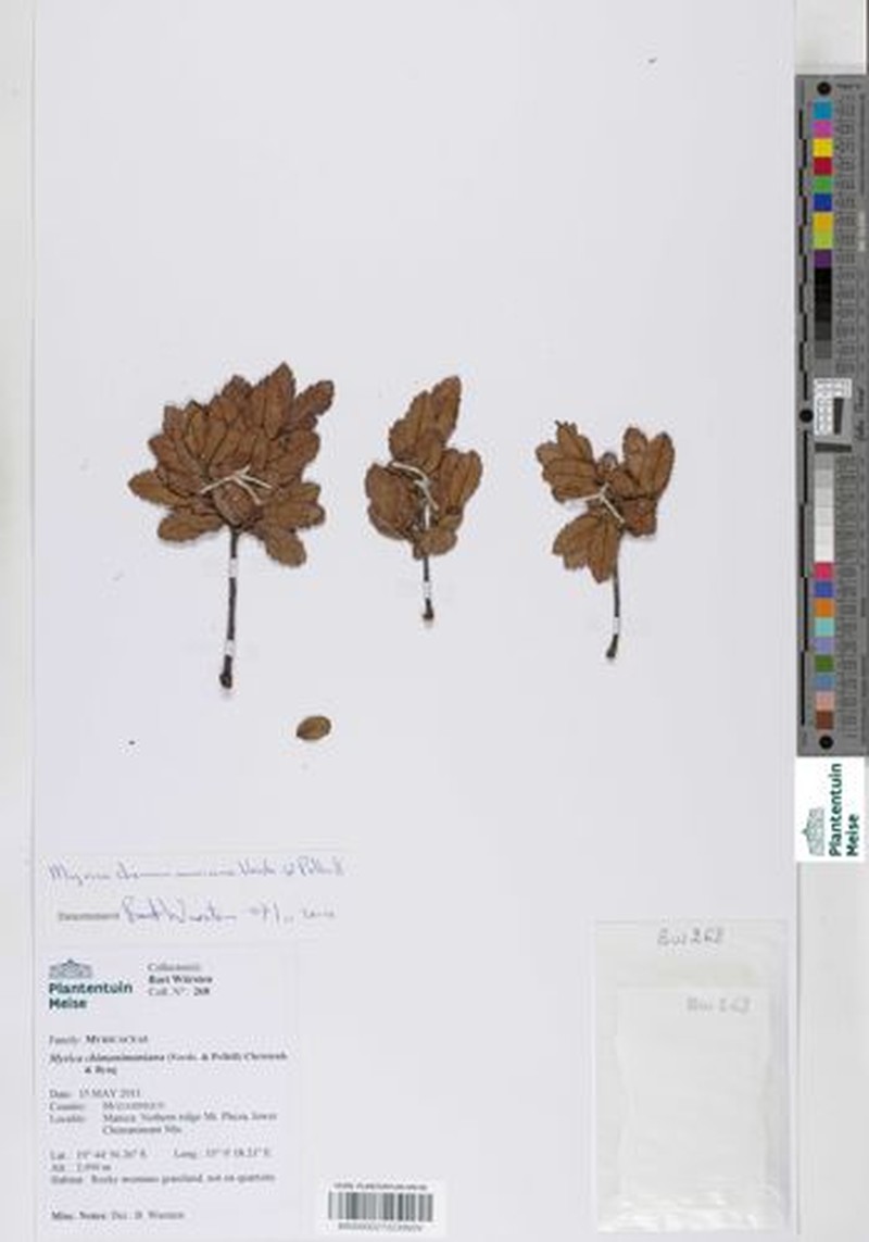 Myrica chimanimaniana