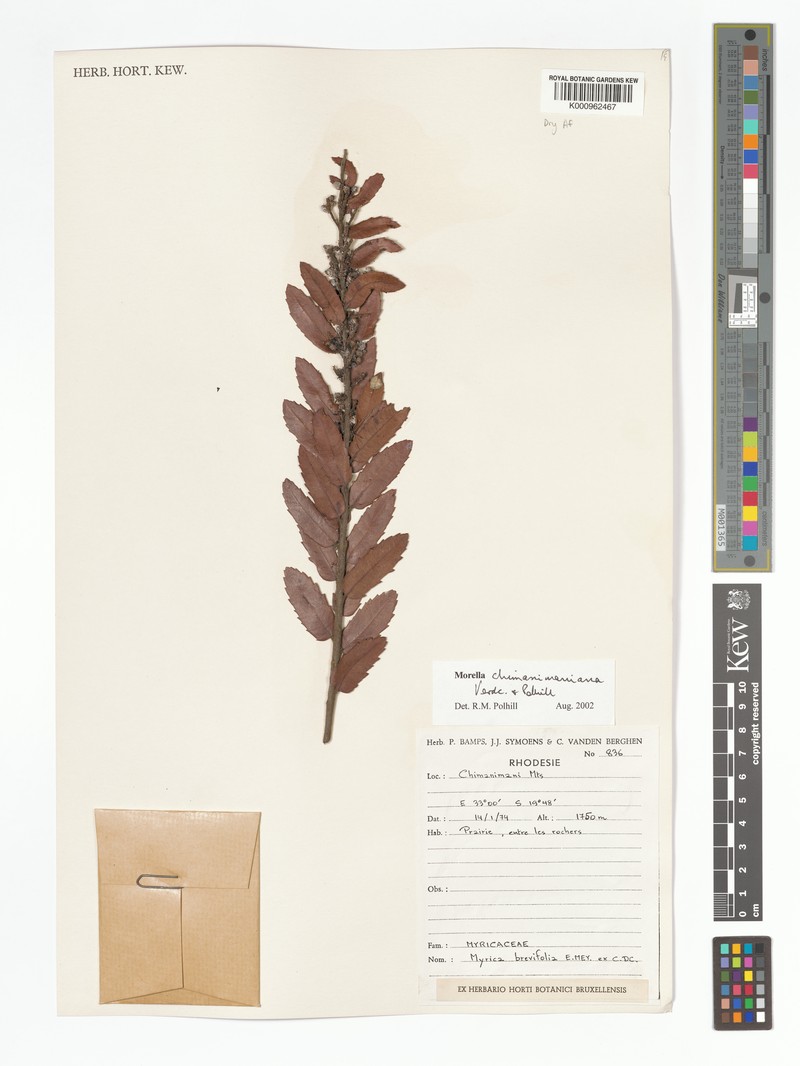 Myrica chimanimaniana photo 2