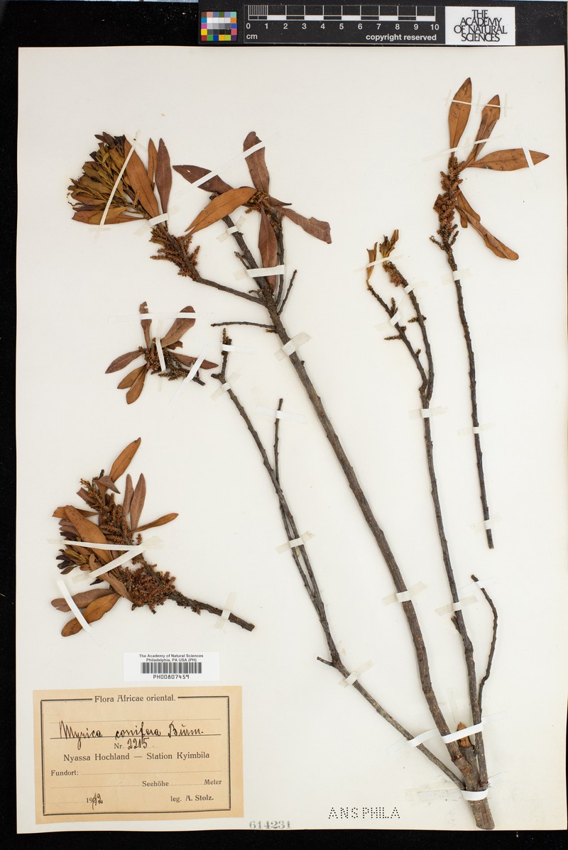 Waxberry photo 4